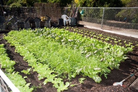 Plants growing in a plot of soil.