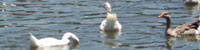 Ducks In Pond